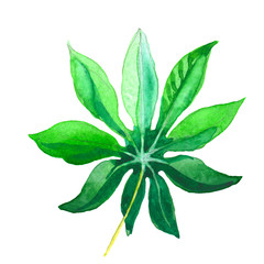 Tropical Hawaii leaves palm tree in a watercolor style isolated.