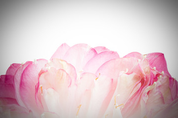 A petal of open lotus flower blossom