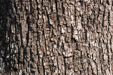 Wood Texture