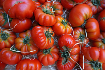 Tomaten-Solanum lycopersicum-