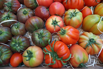 Tomaten-Solanum lycopersicum-