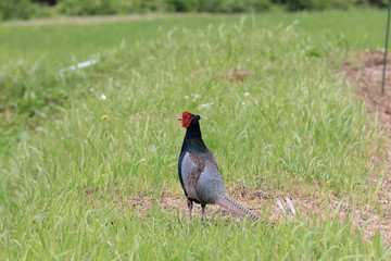 Green pheasant also known as Japanese pheasant