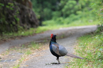 Green pheasant also known as Japanese pheasant