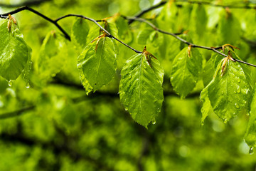 Nasse Blätter im Wald nach einem Regenguss
