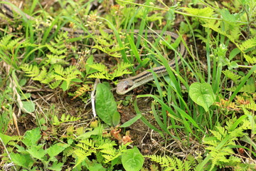 Elaphe quadrivirgata