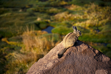 Viscacha, Animal, Chile