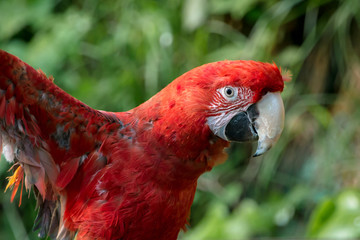Green-Winged Macaw - ベニコンゴウインコ１