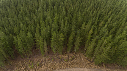 Aerial View of Trees and Road in Plantation
