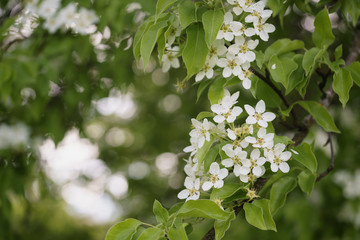 closeup of white apple flowers blossom in late spring, shallow focus