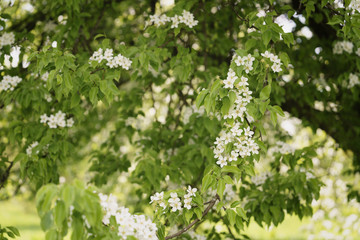 white apple flowers blossom in late spring, shallow focus