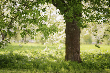 Obraz premium white apple flowers blossom in late spring, shallow focus