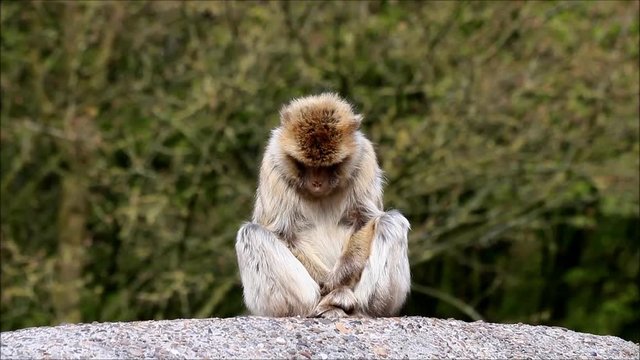 monkey sitting on a rock, Macaca sylvanus 
