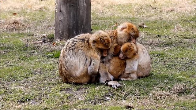 monkey family cuddling, Macaca sylvanus 
