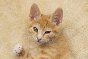 cute little kitten