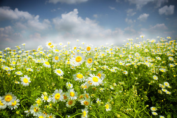 daisies,wildflowers