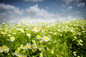 Photo sur Plexiglas Marguerites daisies,wildflowers