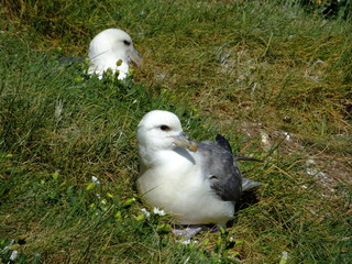 Fulmars on grassy bank during the breeding season
