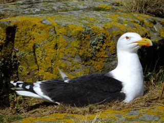 Great Black backed Gull sitting on nest