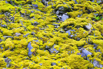 Moss-covered stone