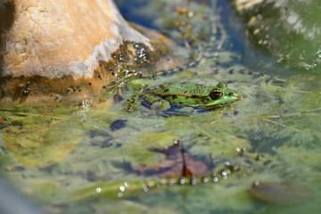 Frosch im Teich 2