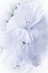 Fototapeta na wymiar white gladiola gladiolus lily in macro style full frame like a romantic backgriund 