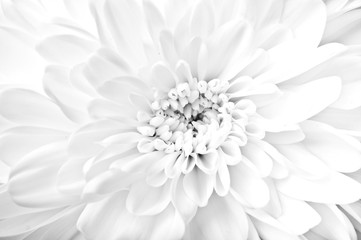 Chrysanthemum - white daisy petals in macro style full frame like a romantic background 