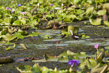 Pheasant-tailed Jacana(Hydrophasianus chirurgus), beautiful bird Standing on lotus leaf in nature