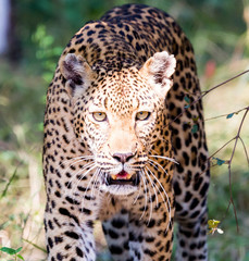 Fototapeta na wymiar Leopard emerging from the bush, Kruger National Park
