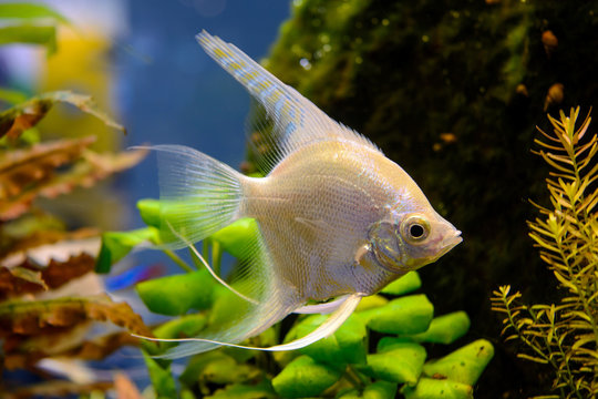 Photo of aquarium white fish on green natural background