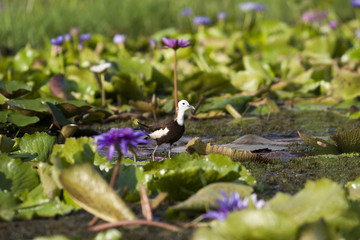Pheasant-tailed Jacana(Hydrophasianus chirurgus), beautiful bird Standing on lotus leaf in nature
