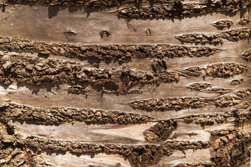 Old  Brown Rich Wood Texture