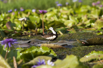 Pheasant-tailed Jacana(Hydrophasianus chirurgus), beautiful bird Standing on lotus leaf in nature