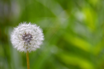 Dandelion seed head with green background