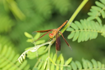 dragonfly