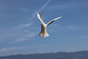 Dem Himmel entgegen