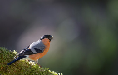 Le bouvreuil pivoine m&acirc;le