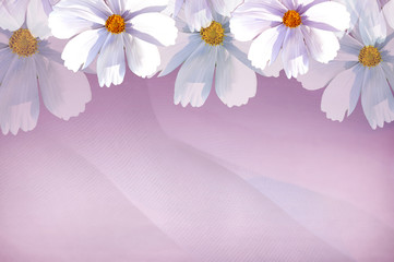 Pink colors fabric and white flower background vivid style and empty space for text.