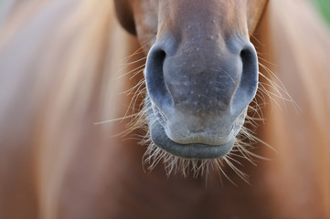 Horse's nose - 159178073