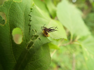 イチモンジカメノコハムシ 幼虫 larva of the leaf beetle