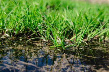 Obraz premium Young spring grass.