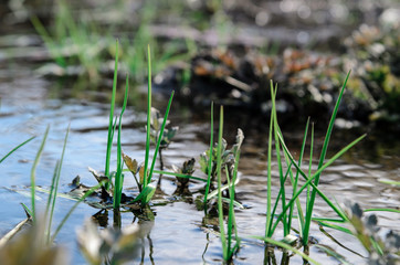 Young spring grass.