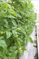 Greenhouse Agriculture