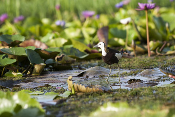 Pheasant-tailed Jacana(Hydrophasianus chirurgus), beautiful bird Standing on lotus leaf in nature