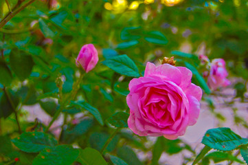 The tenderest petals of the tea rose