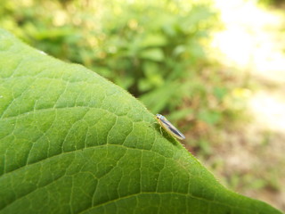 ツマグロオオヨコバイ leafhopper