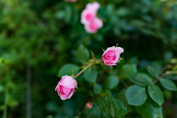 Rose, Rosen, Rosengarten, Rose, Blume, Blüten,Blatt, Grün, Blätter,