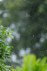 rain drop with green bokeh nature background