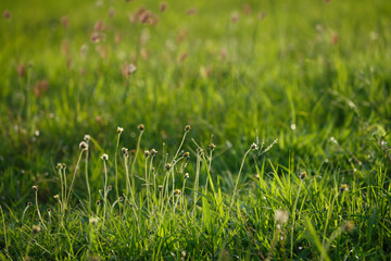 green grass flower field