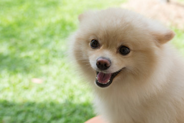 white puppy pomeranian dog cute pet smile happy in garden