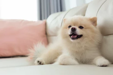 Crédence de cuisine en verre imprimé Chien chien de poméranie mignon animal de compagnie sourire heureux à la maison